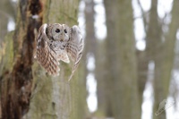 Pustik obecny - Strix aluco - Tawny Owl 4617